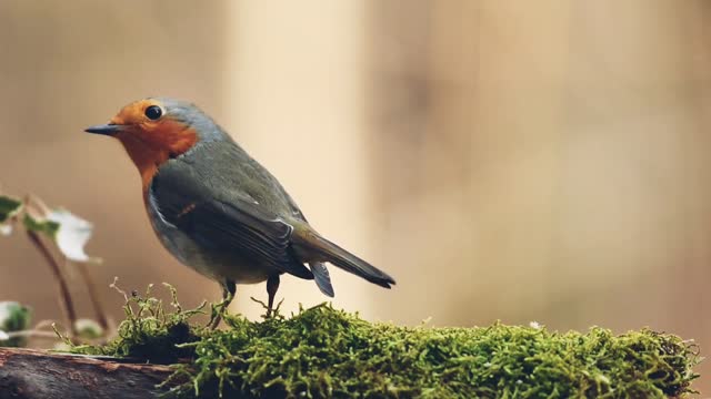 birds are looking for food