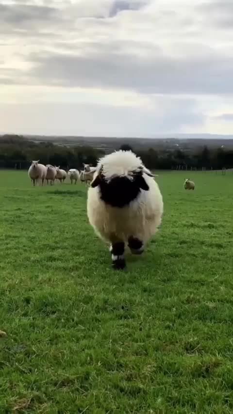 How funny video lamps