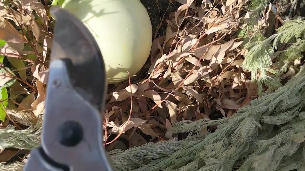 Honeydew_Sweet Melon - Harvesting, Cutting and Seed Saving