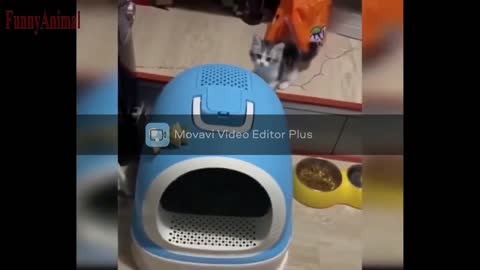 The Best FUNNY CATS Videos - Funny Animal