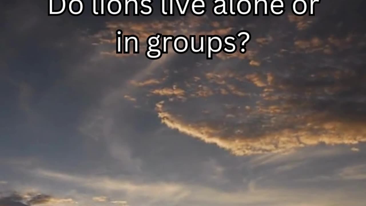 Lion fact 7 - Do lions live alone or in groups?