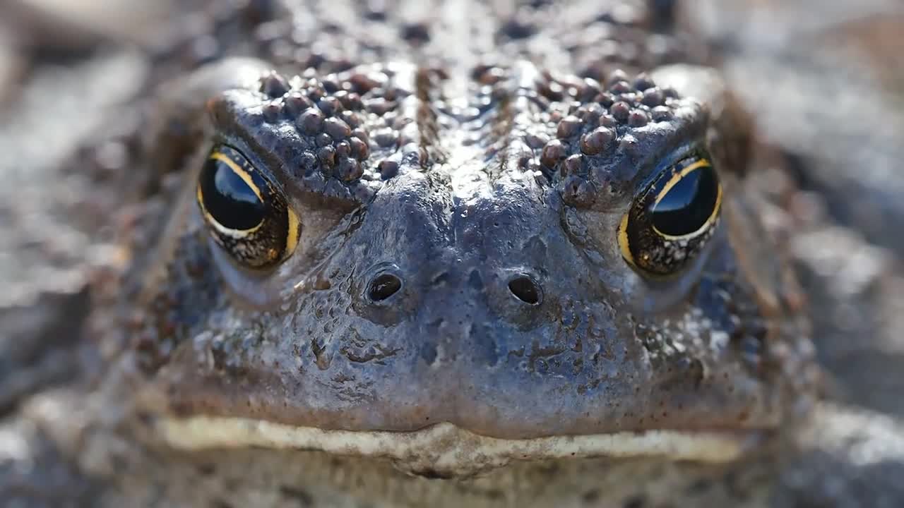 Funny video of a frog
