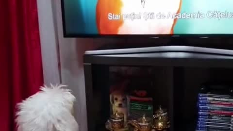 dog watching tv