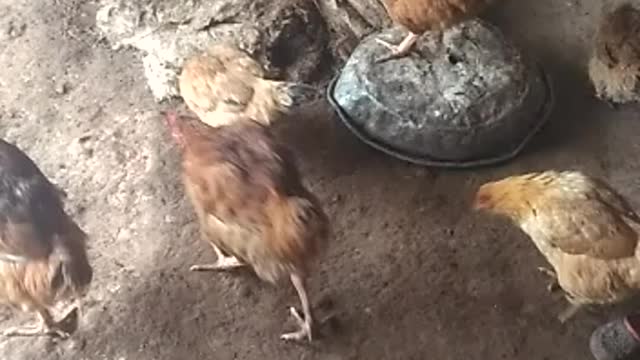 group of chickens grazing