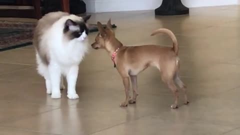 Chihuahua sniffs cat runs away