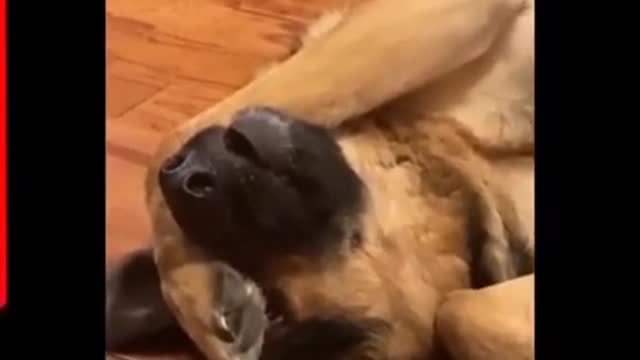 Funny and ferocious dogs - cute dog