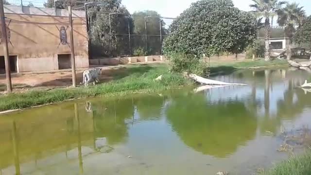 White tiger strolls