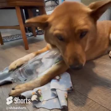 why the dog is weird