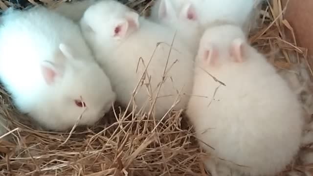 Bunnies playing in the box