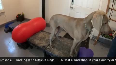 How to Train your dog watch this vedio full