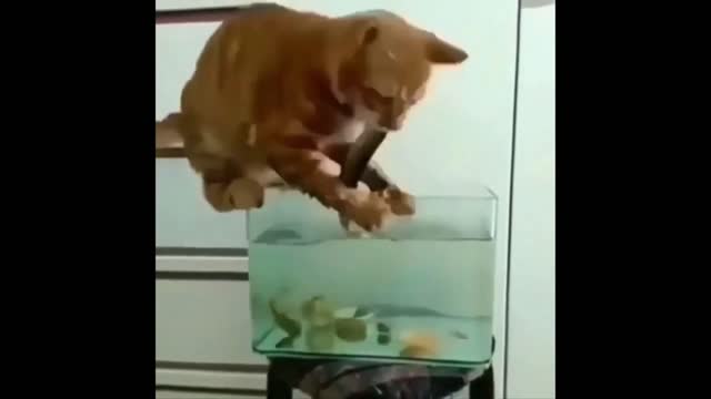 Funny Animals- - Best Of The 2022 Funny Animal Videos