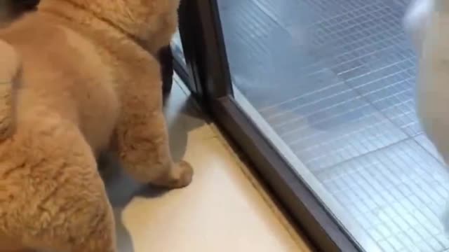 Two puppies fall in love at first sight