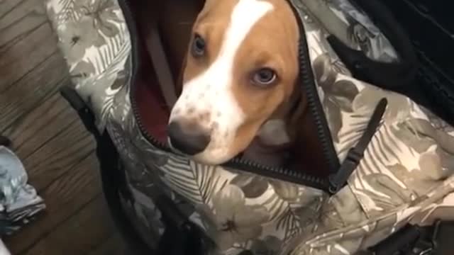 Basset Hound en valija está listo para viajar