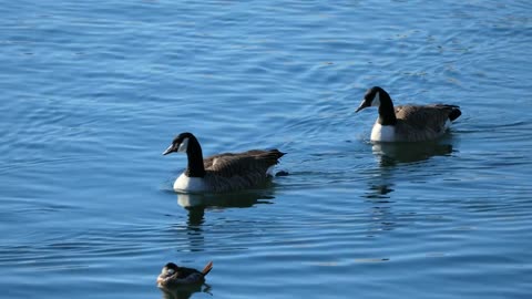 Water birds - ducks swimming in lake - central park, New York