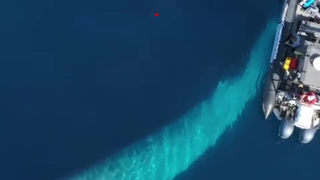 This mesmerizing whale will blow you away! 🐳