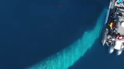 This mesmerizing whale will blow you away! 🐳