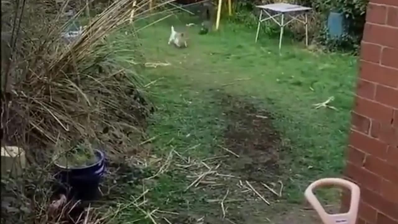 Cats and Dogs Story 5
