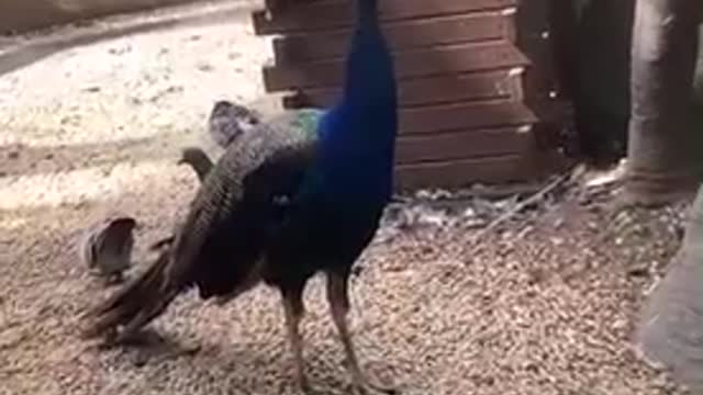 I was found by the peacock