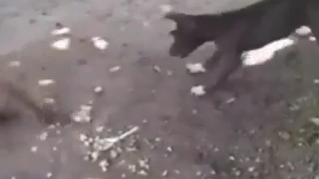 wow very funny dog video ,Monkey Slap the dog