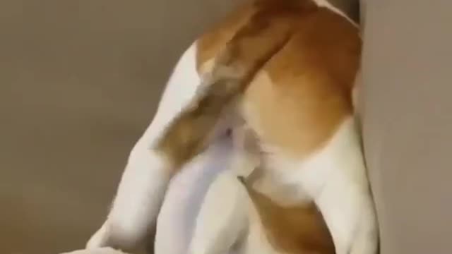 dog trying to catch its own tail