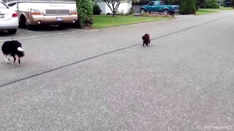 funny dog