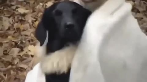 Smart DOGGO!!