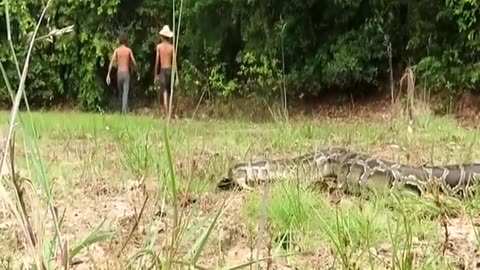 crocodile from python snake attack
