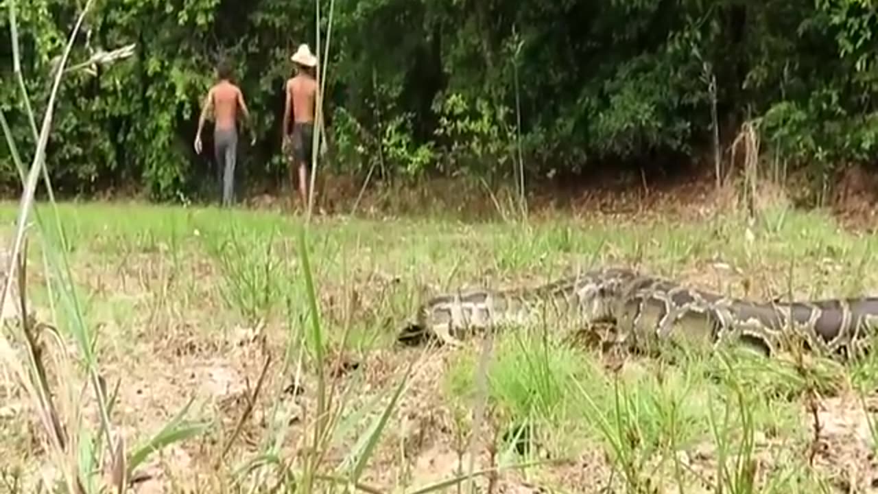 crocodile from python snake attack