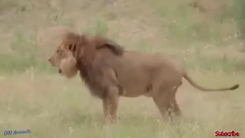 WILD ANIMALS LIFE FIGHT