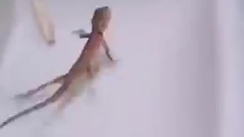 Trending funny video