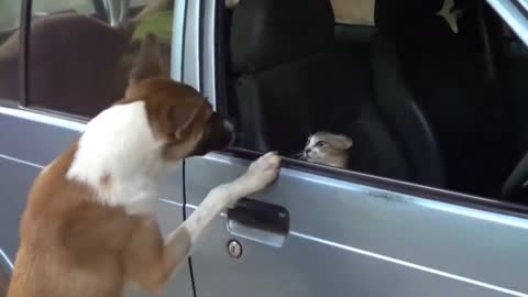 Angry Cats VS Dogs Funny Compilation 2021
