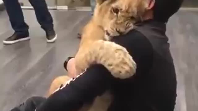 Lion cub hugging his master😍