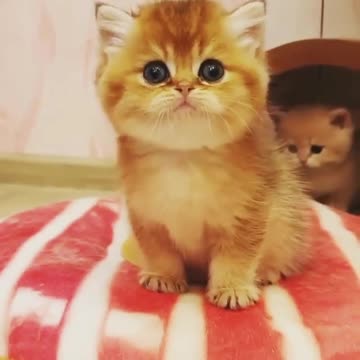 So cute cat inthe middle family time