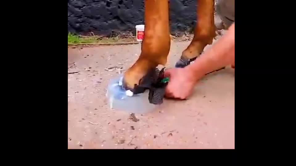 future of horse shoeing ponies