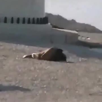 Majestic Bird Killed by Wind Turbine—Hundreds of Thousands of Birds and Bats Die Annually in Silence