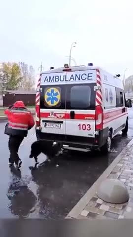The dog that accompanies its sick master in the ambulance