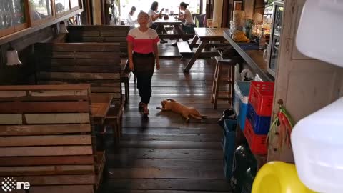 cat sleeping in restaurant