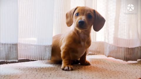 Cute puppy Cute Dog and Cute Animals Video Pets world