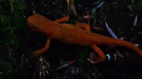 Eastern Newt