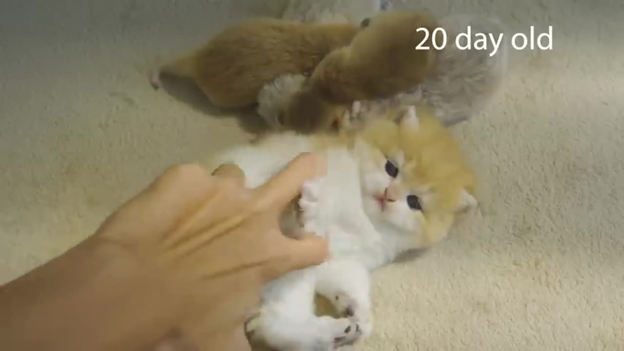 How kitten Pudding grow up- from 0 to 12 months #cat #cute #kitten #pets #meow #videos #shorts #dog