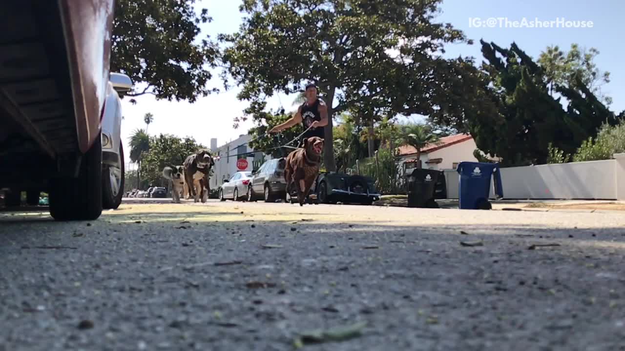 Dogs skateboard running in slowmotion