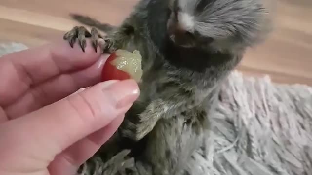 Funny baby monkey going crazy about grapes