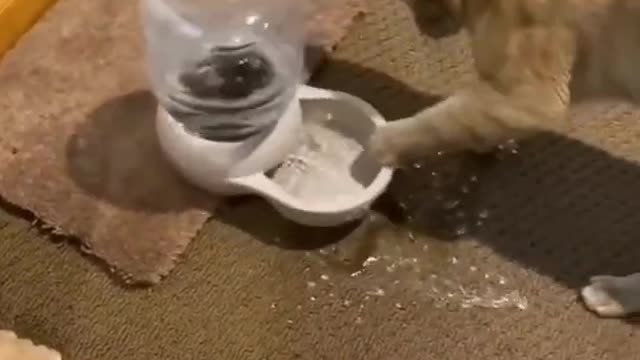 Funny Cats videos 2022🤑🤣🤣 poor cat 🤧🤧 #shorts #trending #cat