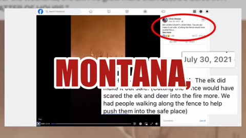 Fact Check: Video Does NOT Show Elk Escaping Wyoming Wildfire In 2024