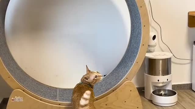 Some kittens pretend to be adults to fall in love with us
