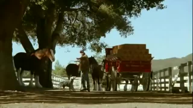 Dog Got A Reward For Fetching A Stick, So This Clydesdale Decided To Do The Same