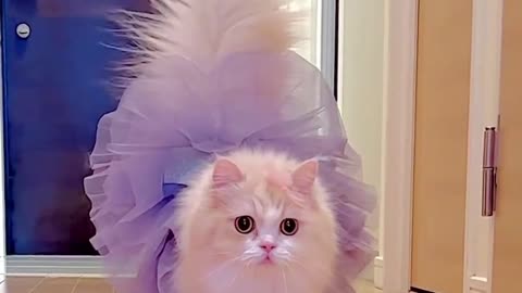 That's called cat walk😻