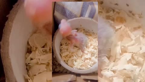 Bird grown by handfeed