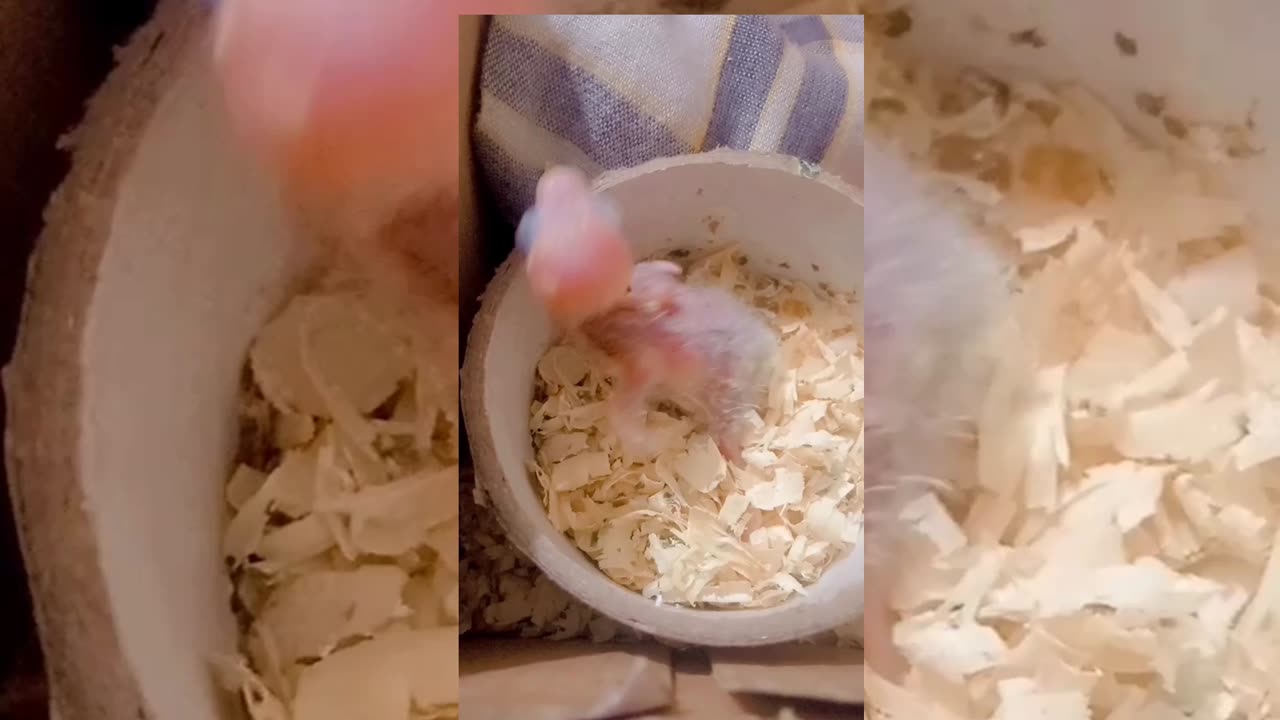 Bird grown by handfeed