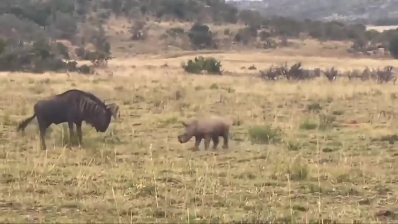 A baby rhino playfully charging a wildebeest before running back to mom